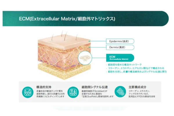細胞外マトリックス（ECM）の構造と役割を示す皮膚層の図